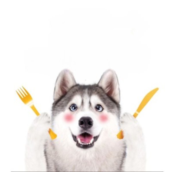 확대된 대표 강아지 육포 간식 멍대리 치킨 연어포 300g 5P