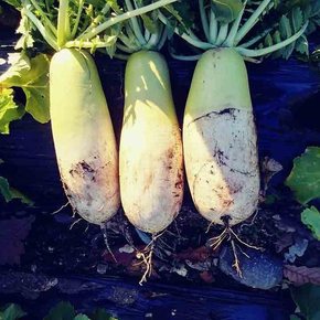 국내산 신선 제주 무 1kg