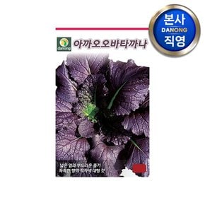 아까오오바타까나 적갓 씨앗 20g . 채소 텃밭 재배 주말 농장 파종 씨 종자