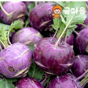 제주 가정용 못난이 콜라비 2.5kg 혼합