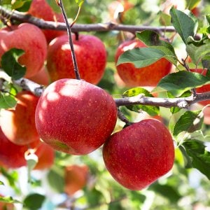 인정푸드 [경상북도][인정한과일] 인정가득 하루 한 사과 / 중과 10kg (40-46과내)