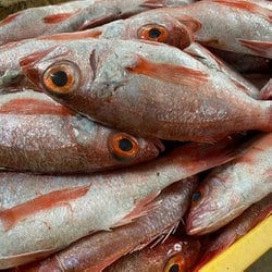 국내산 손질 금태 붉은생선 아까무스 눈볼대 1kg - SSG.COM
