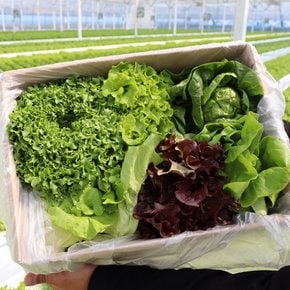 [GAP인증/산지직송] 당일수확 국내산 유럽샐러드 상추 모듬쌈채소 1kg (3종)