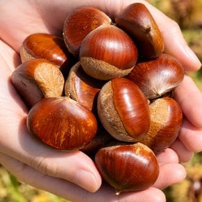 26년 첫 수확! 토실한 공주 햇밤 2kg (대)