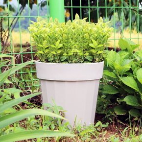 컨테이너 화분 10L 대형화분