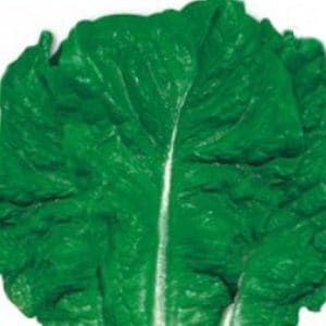 오너클랜 청치마 쌈 잎 야채 쌈 상추 채소 품종 종자 씨앗 400g