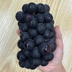 김천 영동 거봉 포도 2kg 2-4수 특품 김천포도 햇포도 씨없는포도 왕포도 적포도 (S50941564)