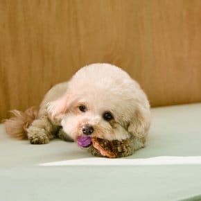 반려동물 강아지 터키 비프링