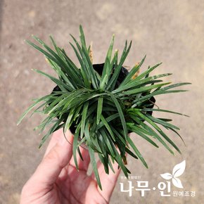 [나무인] 애란 소엽맥문동 애기맥문동 포트묘  50포트