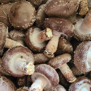 산지직송 국내산 생표고버섯 1kg