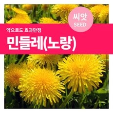 민들레 꽃씨 씨앗 500립