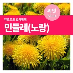 민들레 꽃씨 씨앗 500립