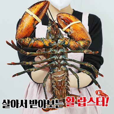 살아서 도착하는 활랍스타 1마리 (1kg)