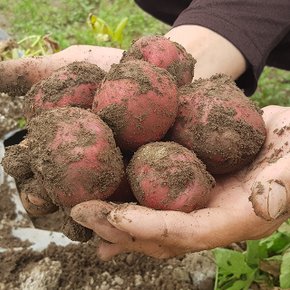 속이노란 붉은 햇 홍감자 (대)3kg