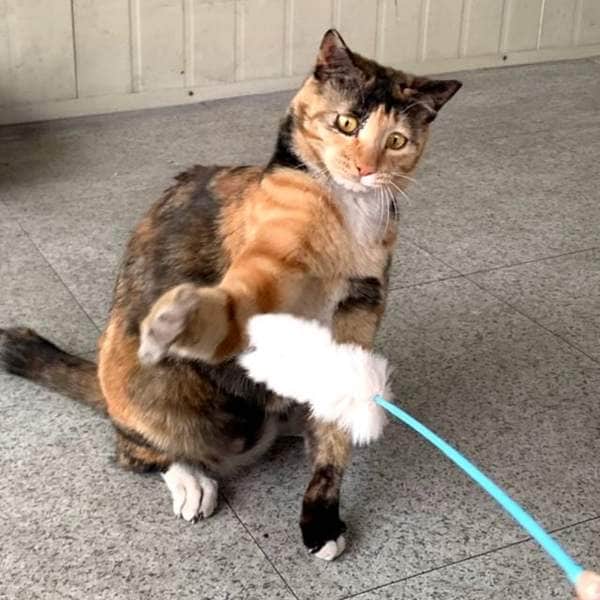 확대된 대표 고양이 오뎅꼬치 스틱 장난감