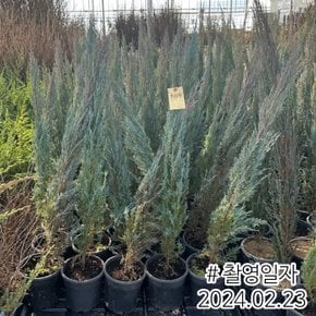 문그로우(측백나무) 30cm전후 포트묘