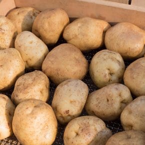 수미감자 2kg (왕특)