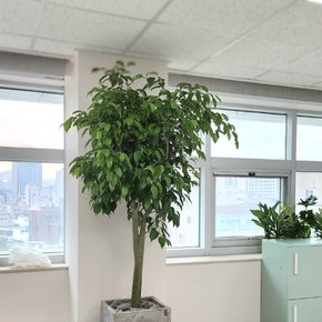 벤자민 실내 사무실 식물 공기 정화 화분배달 킹 미세먼지 관엽 종류