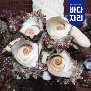 바다자리 통영 산지직송 자연산 뿔소라 1kg 뿔소라회 소라 숙회