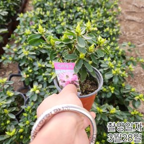 왜성명품철쭉(해피핑크)아잘레아 겹꽃철쭉포트묘목