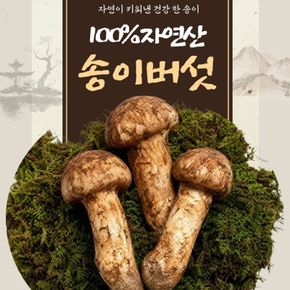 100% 자연산 生 송이버섯 550g[36204210]
