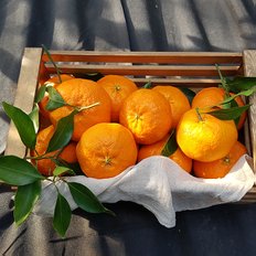 제주푸드마씸 제주 화산송이 레드향 2.5kg (실속형 대과, 7-11과)