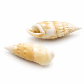 조개껍질4 소라a 100g