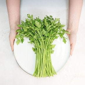 [오늘신선] 당일수확 산지직송 청도 미나리 500g