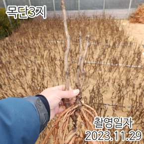 명품겹목단나무 묘목 겹꽃목단 (북위만탕) 개화주 3지이상