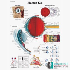 3B Scientific 안과 안구 인체해부차트 VR1226 Human Eye 병원액자