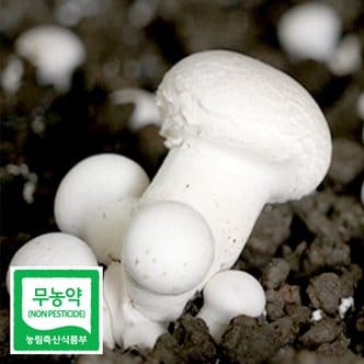  친환경 무농약 부여 꼬마 양송이 버섯 1kg 조리용 친환경채소