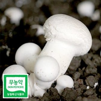  친환경 무농약 부여 꼬마 양송이 버섯 1kg 조리용 친환경채소