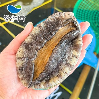 청산바다 완도 활전복 특대 8-9미 1kg (선물포장가능) 양식