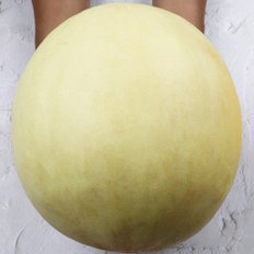 벌꿀향 고당도 허니듀메론 2-3수 4.5kg 내외