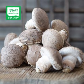 [생산자직송] 충북 박대선님의 무농약 송화고 버섯 500g(하품)