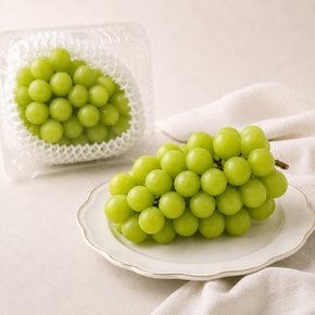 [농할 20% 할인쿠폰 다운로드]샤인머스캣 500g (1송이) 팩