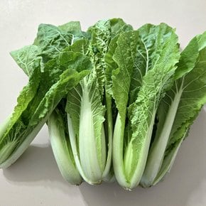 싱싱한 국내산 얼갈이 배추 4kg내외