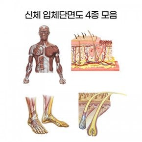 신체 입체단면도 4종모음/피부/병원/관리샵-한국