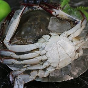 [벌크맛남] 벌크 급냉 숫꽃게 총10kg 대(게장/해물찜/탕용)