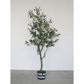 올리브 (olive arbequina) 조화