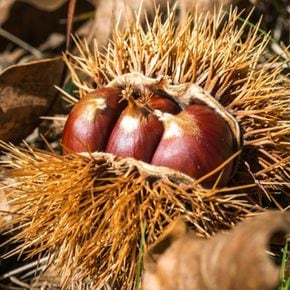 국내산 공주밤(대)무칼집1kg