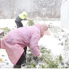 서리맞은 무엿550g 정경아  환절기 최고봉 전통조청 수제조청