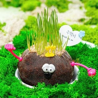오너클랜 (민화) 토피어리 만들기 1개 봄 식물 관찰 잔디인형