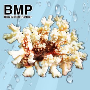 다팜아쿠아 BMP 자연산 천연 소형 꽃산호 pH상승 3~4인치 산란상 은신처 수조 레이아웃 장식품