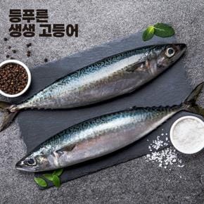 등푸른 생생 고등어 660g x 1봉 (1쪽당 50g~70g)