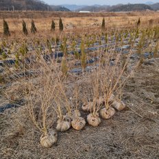 착한가격 나무생각 / 무궁화 / 루분홍심 / 개화주