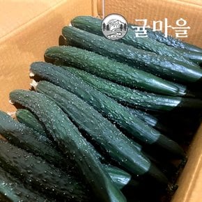 가정용 가시오이 3kg