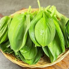  울릉도 생 명이나물 1kg