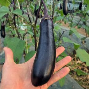 싱싱 국산 가지 8kg 32-64개 특 생 가지 한박스 보라색채소 보라색야채 반찬 거 (S51801960)