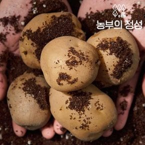 [농부의정성] 포근포근 감자 5kg (60-100g) 중특대혼합